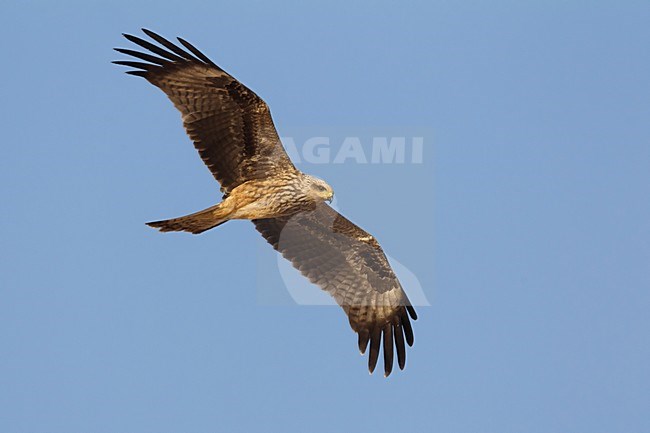 Juveniele Zwarte Wouw in de vlucht; Juvenile Black Kite in flight stock-image by Agami/Daniele Occhiato,