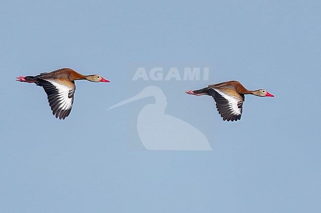 Adults
Galveston Co., TX
April 2023 stock-image by Agami/Brian E Small,