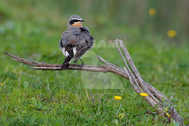 Mannetje Tapuit; Male Northern Wheatear stock-image by Agami/Daniele Occhiato,