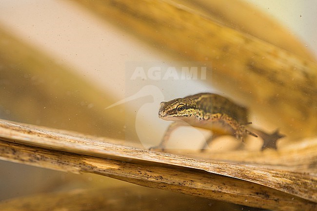 Lissotriton helveticus - Palmate Newt - Fadenmolch, Germany (Baden-Württemberg), imago, male stock-image by Agami/Ralph Martin,