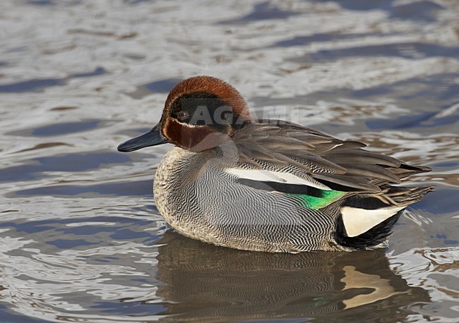 Mannetje Wintertaling; Male Common Teal stock-image by Agami/Markus Varesvuo,