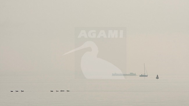 Boot en ganzen op het IJsselmeer, Boat and geeze at IJsselmeer stock-image by Agami/Wil Leurs,