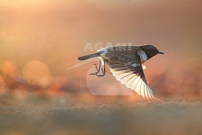 Wintering European Stonechat (Saxicola rubicola) in Italy. Taking off from the ground with backlight. stock-image by Agami/Daniele Occhiato,