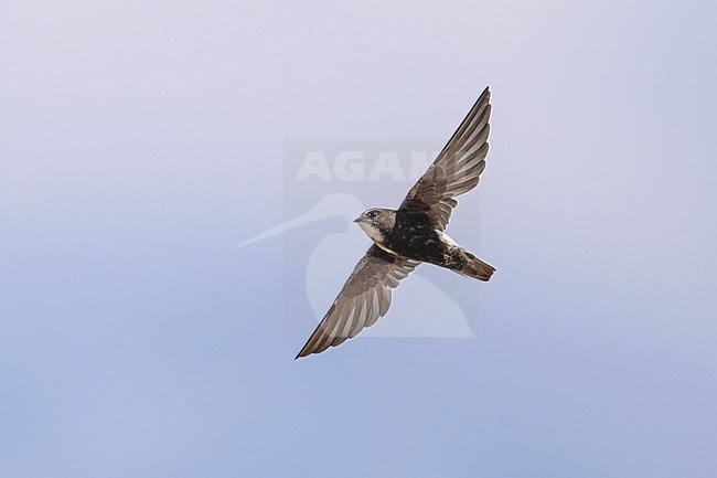 Plain Swift (Apus affinis) flying against blue sky in Namibia. stock-image by Agami/Marcel Burkhardt,