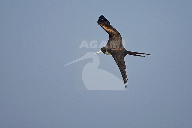 Amerikaanse Fregatvogel vrouwtje in vlucht Mexico, Magnificent Frigatebird female in flight Mexico stock-image by Agami/Wil Leurs,