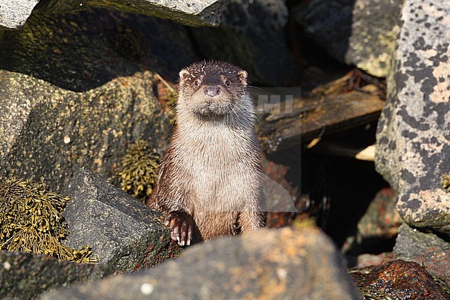 Eurasian Otter (Lutra lutra) at Flatanger in Norway. Looking alert for possible danger. stock-image by Agami/Helge Sorensen,