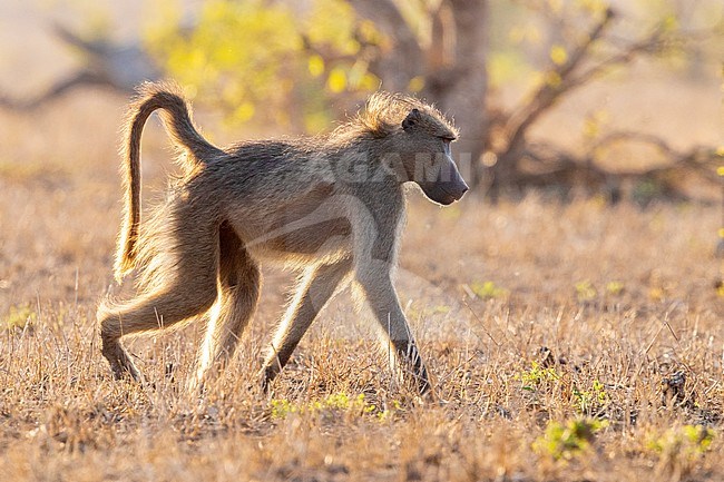 Cape Baboon (Papio ursinus), side view of an adult male walking on the ground, Mpumalanga, South Africa stock-image by Agami/Saverio Gatto,
