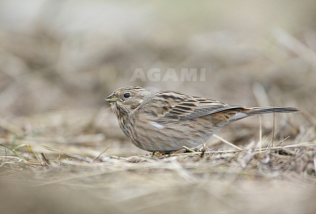 Pine Bunting, Witkopgors, Emberiza leucocephalos stock-image by Agami/Arie Ouwerkerk,