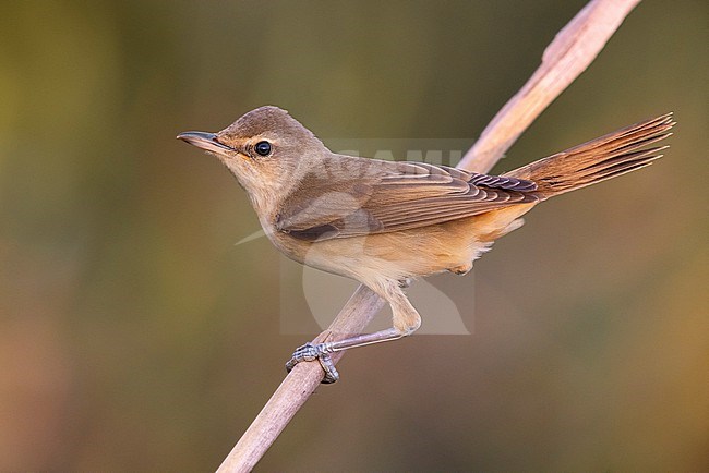 Great Reed Warbler, Acrocephalus arundinaceus, in Italy. stock-image by Agami/Daniele Occhiato,