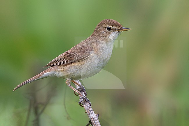 Kleine Spotvogel, Booted Warbler stock-image by Agami/Daniele Occhiato,