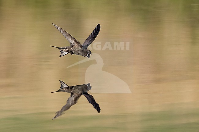 Adult Common Swift (Apus apus) drinking from forest lake in Rudersdal, Denmark stock-image by Agami/Helge Sorensen,