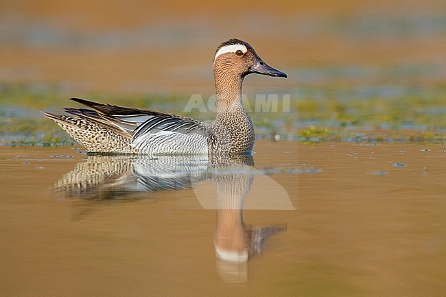 Garganey (Anas querquedula), adult male swimming in a swamp stock-image by Agami/Saverio Gatto,