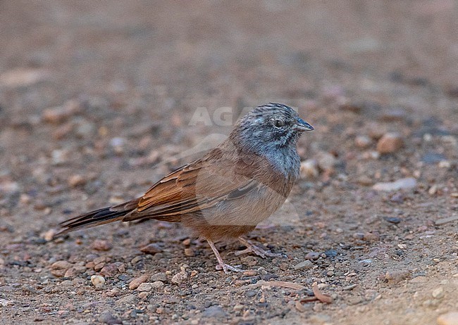 House Bunting (Emberiza sahari) in Morocco during late summer or early autumn. stock-image by Agami/Marc Guyt,