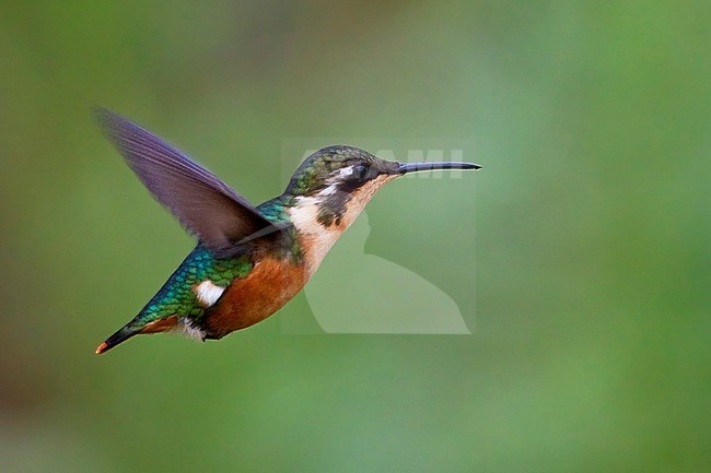 Vliegende Santa-Martaboself, Santa Marta Woodstar in flight stock-image by Agami/Dubi Shapiro,