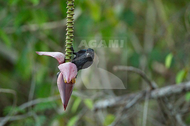 Hair-crested Drongo (Dicrurus hottentottus) at Kaeng Krachan National Park, Thailand stock-image by Agami/Helge Sorensen,