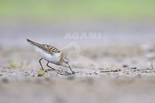Little stint (Calidris minuta), with the mudflat and the vegetation as background. stock-image by Agami/Sylvain Reyt,