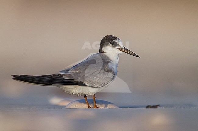 Presumed Saunder's Tern - Orientseeschwalbe - Sternula saundersi, Oman stock-image by Agami/Ralph Martin,