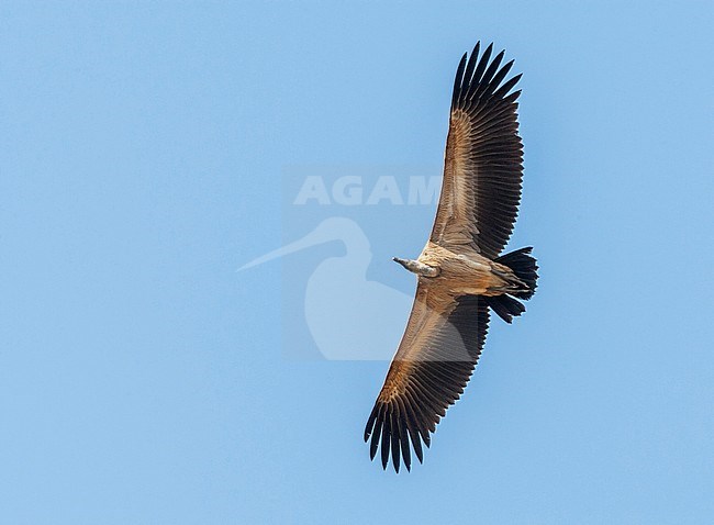 Critically Endangered Indian Vulture (Gyps indicus) in flight, seen from below. Threatened by diclofenac poisoning. stock-image by Agami/Marc Guyt,