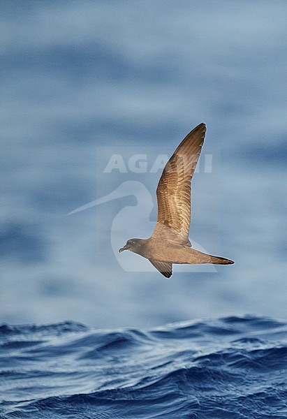 Bulwer's Petrel (Bulweria Bulveria) Madeira Portugal August 2012 stock-image by Agami/Markus Varesvuo,