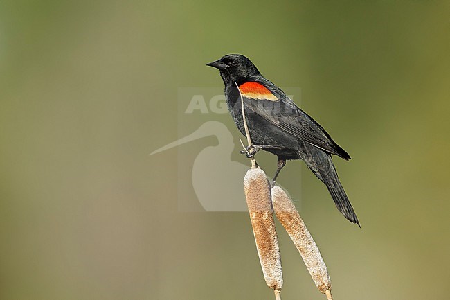 Adult male Red-winged Blackbird (Agelaius phoeniceus) in a swamp in the Kamloops, British Colombia, Canada. stock-image by Agami/Brian E Small,