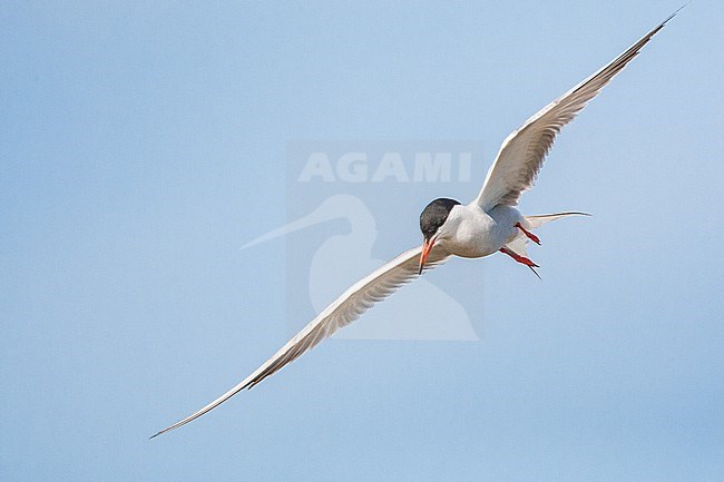 Adult Common Tern (Sterna hirundo) flying over saltpans near Skala Kalloni on the Mediterranean island of Lesvos, Greece. Getting ready to dive. stock-image by Agami/Marc Guyt,