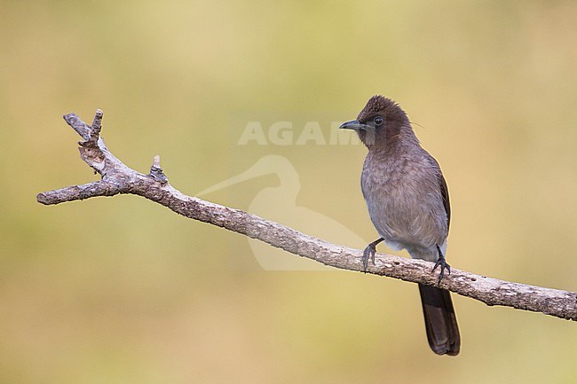 Common Bulbul - Graubülbül - Pycnonotus barbatus ssp. barbatus, Morocco stock-image by Agami/Ralph Martin,