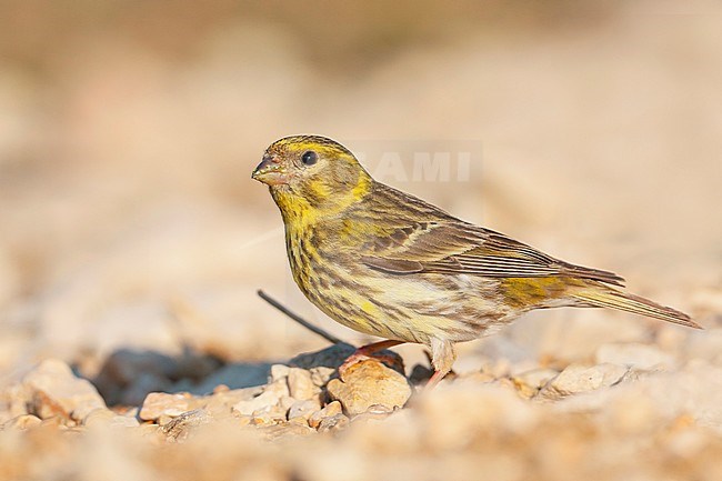 European Serin, Europese Kanarie, Serinus serinus, Croatia, female adult stock-image by Agami/Ralph Martin,