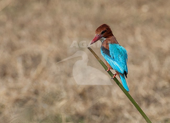 White-throated Kingfisher (Halcyon smyrnensis fusca) perched on the tip of a reed stem in Asia. Also known as the White-breasted Kingfisher. stock-image by Agami/Marc Guyt,