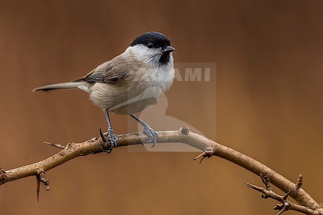 Marsh Tit (Poecile palustris) in Italy. stock-image by Agami/Daniele Occhiato,