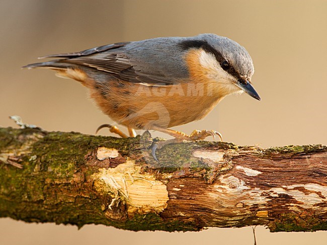 Boomklever zitten op een tak, Eurasian Nuthatch perched at a branch stock-image by Agami/Wil Leurs,