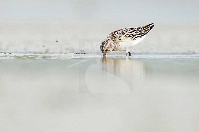 Broad-billed Sandpiper (Calidris falcinellus) during autumn migration in Mongolia. stock-image by Agami/Dani Lopez-Velasco,