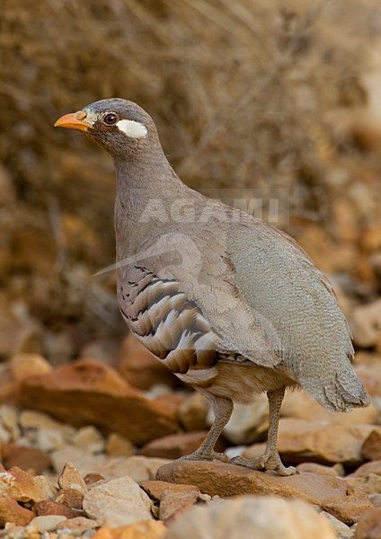 Mannetje Arabische Woestijnpatrijs, Male Sand Partridge stock-image by Agami/Daniele Occhiato,