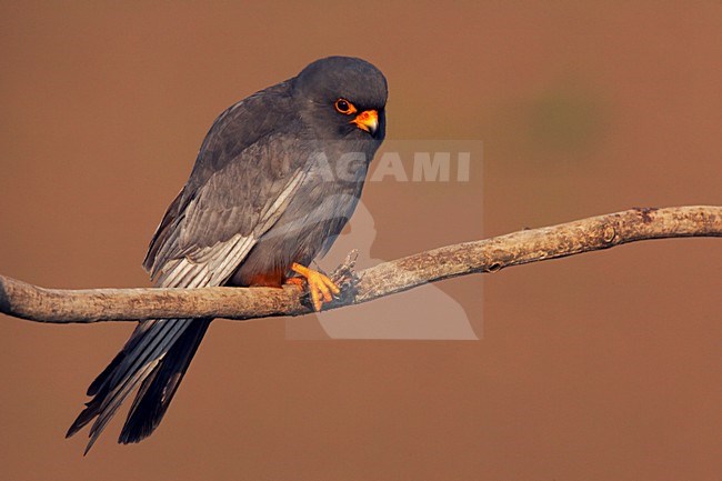 Roodpootvalk, Red-Footed Falcon, Falco vespertinus stock-image by Agami/Jari Peltomäki,