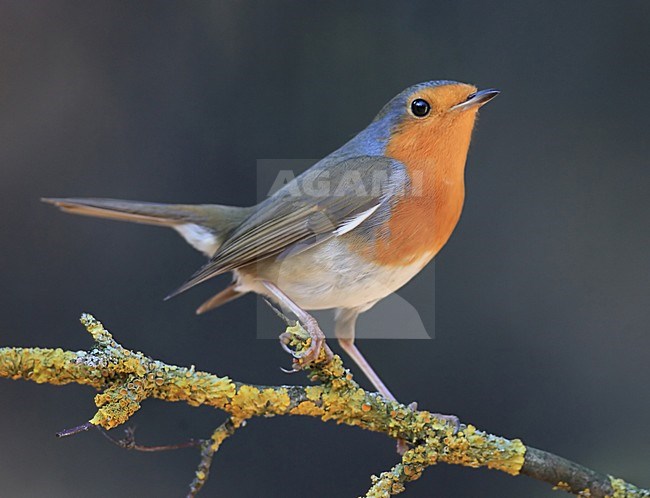 Roodborst zittend op tak; European Robin perched on a branch stock-image by Agami/Jacques van der Neut,