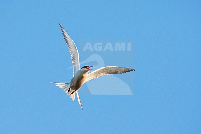 Visdief roepend in vlucht; Common Tern calling in flight stock-image by Agami/Marc Guyt,