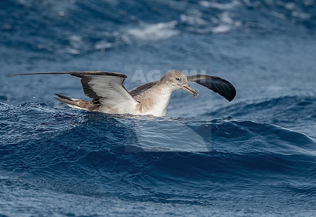 Cape Verde Shearwater (Calonectris edwardsii) is an endemic breeding bird. A recent split and part of the 'cory shearwater complex'  with Cory's and Scopoli's Shearwater. stock-image by Agami/Eduard Sangster,