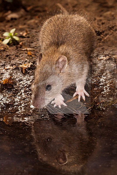 Bruine Rat; Brown Rat stock-image by Agami/Theo Douma,