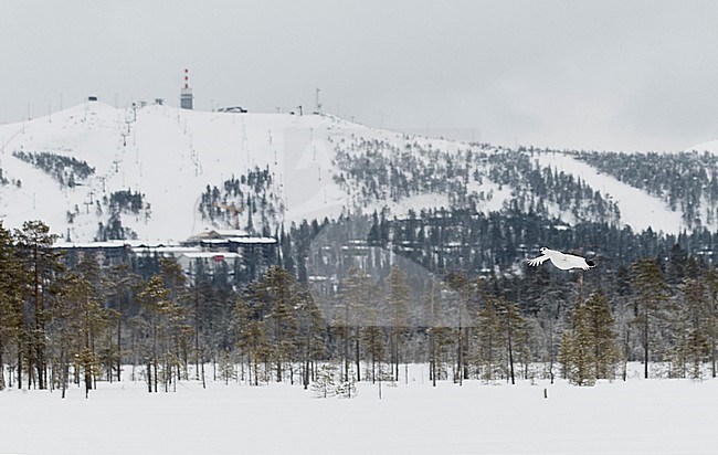 Moerassneeuwhoen in de sneeuw, Willow Ptarmigan in snow stock-image by Agami/Markus Varesvuo,