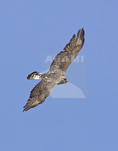 Rough-legged Hawk Norway
Piekana
Buteo lagopus stock-image by Agami/Tomi Muukkonen,