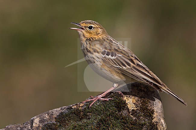 Boompieper, Tree Pipit stock-image by Agami/Daniele Occhiato,