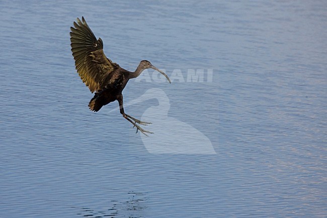 Witmaskeribis landend in water; White-faced Ibis landing in water stock-image by Agami/Martijn Verdoes,