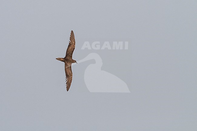 Jouanin's Petrel - Jouaninsturmvogel - Bulweria fallax, Oman stock-image by Agami/Ralph Martin,