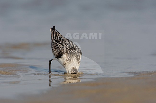 Juveniele Drieteenstrandloper; Juvenile Sanderling stock-image by Agami/Arie Ouwerkerk,