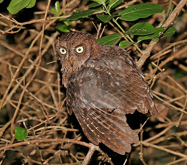 Mayotte scops owl (Otus mayottensis), an endemic to the island of Mayotte in the Comoros. stock-image by Agami/Pete Morris,