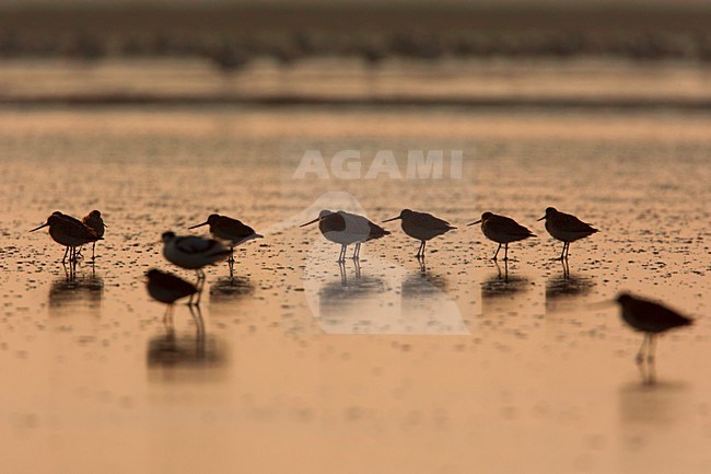 Rosse Grutto's op het wad, Bar-tailed Godwits on tidalflats stock-image by Agami/Wil Leurs,