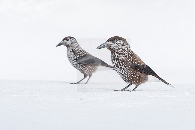 Spotted Nutcracker (Nucifraga caryocatactes) sitting in the snwo in  alpin forest of Switzerland. stock-image by Agami/Marcel Burkhardt,