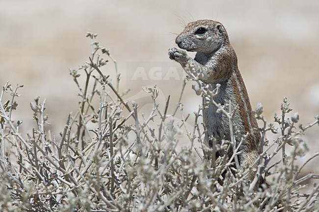 Kaapse grondeekhoorn mannetje foeragerend Namibie, Cape Ground Squirrel male foraging Namibia stock-image by Agami/Wil Leurs,