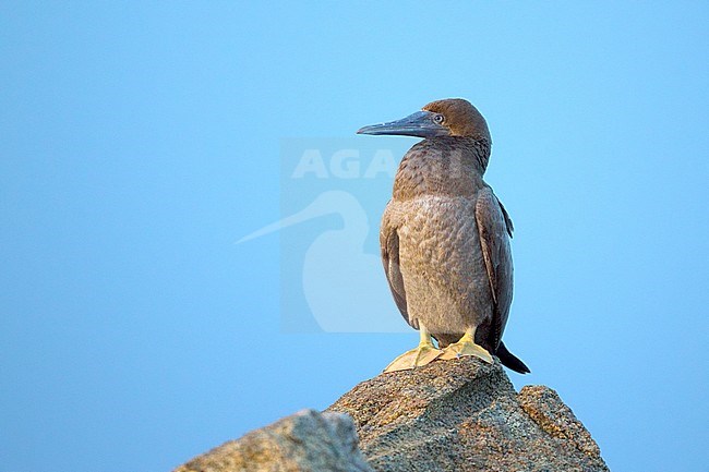 Juveniele Bruine Gent, Juvenile Brown Booby stock-image by Agami/David Monticelli,