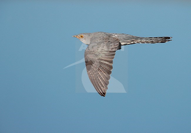 Common Cuckoo (Cuculus canorus) in the Netherlands. stock-image by Agami/Ran Schols,
