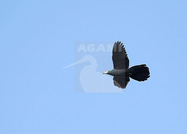 White-faced Cuckoo-Dove (Turacoena manadensis) in flight over Togean Island, Togian Islands in the Gulf of Tomini, Sulawesi. Flying overhead. stock-image by Agami/James Eaton,